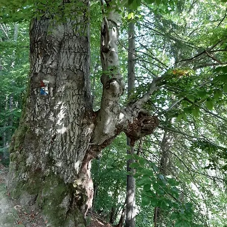 Domek w lesie na dziko Istebna Tokarzonka