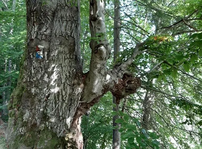 W Lesie Na Dziko Tokarzonka